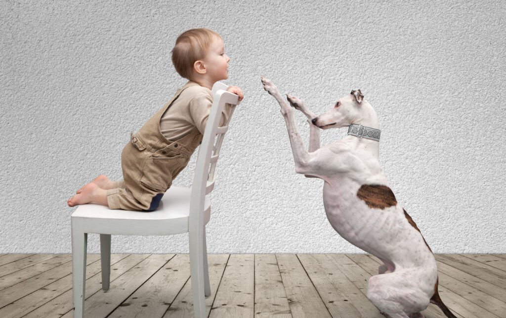 Toddler kneels on a chair, facing a dog that sits up and lifts its front paws toward the child.