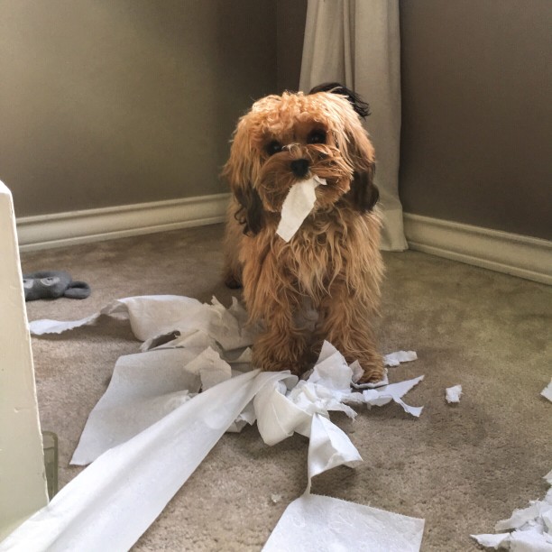A small brown dog on carpet holds torn toilet paper in its mouth, with pieces scattered on the floor around it.